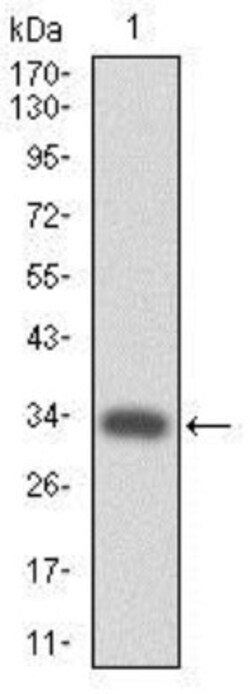 Thrombopoietin R/Tpo R Antibody (1H2) - BSA Free, Novus Biologicals 0.1mL;