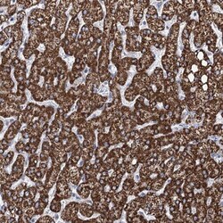 THUMPD3 Antibody, Novus Biologicals:Antibodies:Primary Antibodies