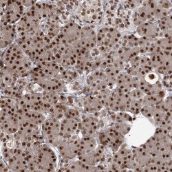 THYN1 Antibody, Novus Biologicals:Antibodies:Primary Antibodies