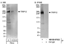 Thyroid receptor-interacting protein 12 Antibody, Novus Biologicals 0.1mL;