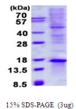 Novus Biologicals&trade;&nbsp;Recombinant Human TIAF1 His Protein