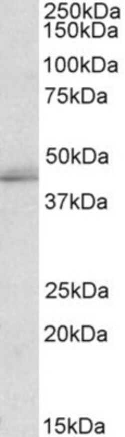 TIAL1 Antibody, Novus Biologicals 0.1mg; Unlabeled:Antibodies, Polyclonal