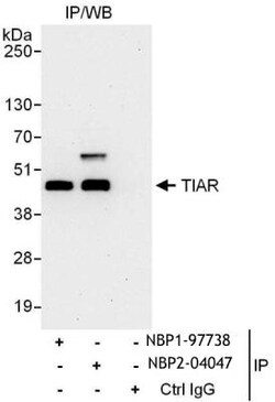 TIAL1 Antibody, Novus Biologicals 0.1mg; Unlabeled:Antibodies, Polyclonal