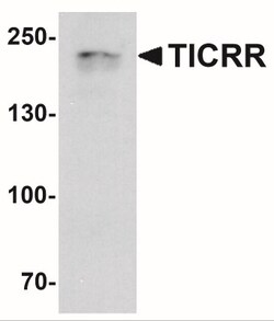 TICRR Antibody - BSA Free, Novus Biologicals:Antibodies:Primary Antibodies