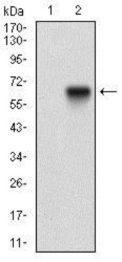 Tie-1 Antibody (8D12B10) - BSA Free, Novus Biologicals 0.1mL; Unlabeled:Antibodies,