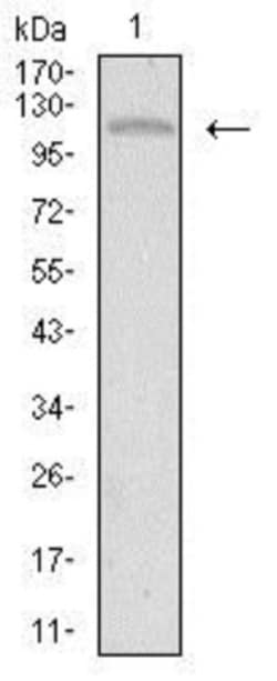 Tie-1 Antibody (8D12B10) - BSA Free, Novus Biologicals 0.1mL; Unlabeled:Antibodies,