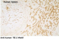 Tie-2 Antibody (tek9) - Azide and BSA Free, Novus Biologicals 0.02 mg;