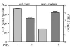 Tie-2 Antibody (tek9) - Azide and BSA Free, Novus Biologicals 0.02 mg;