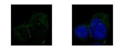 Tight Junction Protein 1 Antibody, Novus Biologicals 0.1mL; Unlabeled:Antibodies,