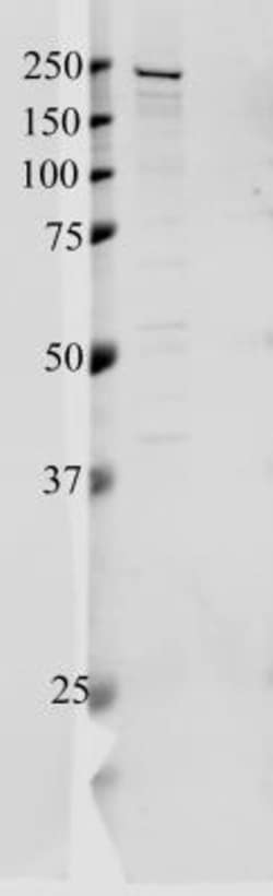 Tight Junction Protein 1 Antibody, Novus Biologicals:Antibodies:Primary