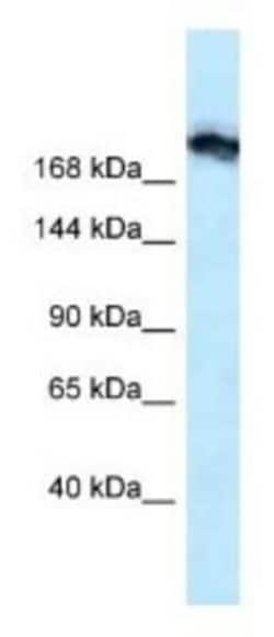 Tight Junction Protein 1 Antibody, Novus Biologicals 100&mu;L; Unlabeled:Antibodies,