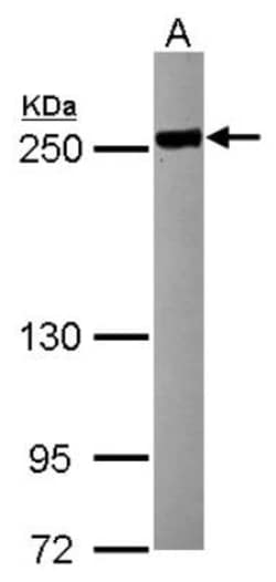 Tight Junction Protein 1 Antibody, Novus Biologicals 0.1mL; Unlabeled:Antibodies,