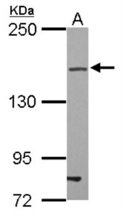 Tight Junction Protein 2 Antibody, Novus Biologicals 0.1mL; Unlabeled:Antibodies,