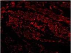 TIM-1/KIM-1/HAVCR Antibody - BSA Free, Novus Biologicals 0.025mg; Unlabeled:Antibodies,
