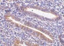TIM-1/KIM-1/HAVCR Antibody - BSA Free, Novus Biologicals 0.025mg; Unlabeled:Antibodies,