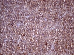 TIM-3 Antibody (OTI2E2), Novus Biologicals 0.1mL; Unlabeled:Antibodies,