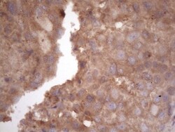 TIM-3 Antibody (OTI2E2), Novus Biologicals 0.1mL; Unlabeled:Antibodies,