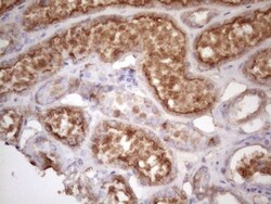 TIM-3 Antibody (OTI2E2), Novus Biologicals 0.1mL; Unlabeled:Antibodies,