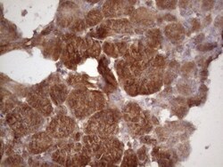 TIM-3 Antibody (OTI2E2), Novus Biologicals 0.1mL; Unlabeled:Antibodies,