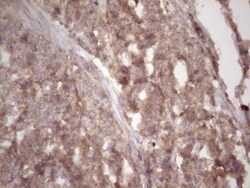 TIM-3 Antibody (OTI2E2), Novus Biologicals 0.1mL; Unlabeled:Antibodies,