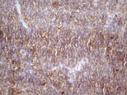 TIM-3 Antibody (OTI2E2), Novus Biologicals 0.1mL; Unlabeled:Antibodies,