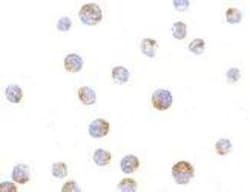 TIM-4 Antibody - BSA Free, Novus Biologicals 0.1mg; Unlabeled:Antibodies,
