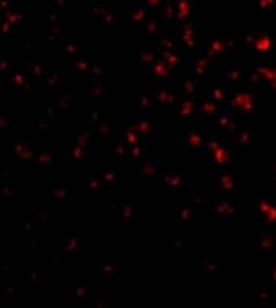 TIM-4 Antibody - BSA Free, Novus Biologicals 0.1mg; Unlabeled:Antibodies,