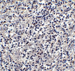 TIM-4 Antibody - BSA Free, Novus Biologicals 0.1mg; Unlabeled:Antibodies,