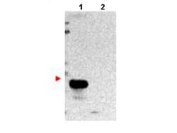 TIMBIM 1 Antibody, Novus Biologicals 0.1mg; Unlabeled:Antibodies, Polyclonal