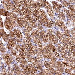 TIMM22 Antibody, Novus Biologicals 0.1mL; Unlabeled:Antibodies, Polyclonal