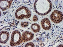 TIMP-2 Antibody (OTI1A6), Novus Biologicals 0.1mL; Unlabeled:Antibodies,