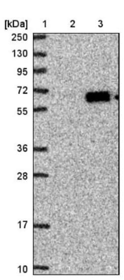 SP17 Antibody, Novus Biologicals:Antibodies:Primary Antibodies