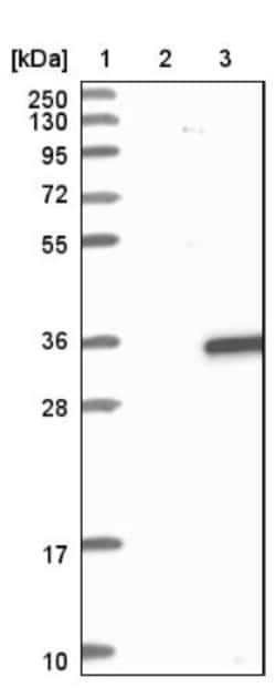 TIP30 Antibody, Novus Biologicals:Antibodies:Primary Antibodies