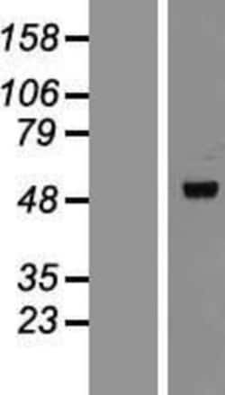 Novus Biologicals&trade;&nbsp;Perilipin-3/TIP47 Overexpression Lysate