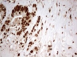 TIPIN Antibody (OTI2E6), Novus Biologicals 0.1mL; Unlabeled:Antibodies,