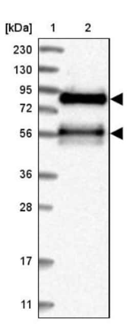 TJAP1 Antibody, Novus Biologicals:Antibodies:Primary Antibodies