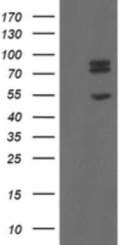 TLE1 Antibody (OTI1H2), Novus Biologicals 0.1mL; Unlabeled:Antibodies,