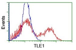 TLE1 Antibody (OTI1H2), Novus Biologicals 0.1mL; Unlabeled:Antibodies,