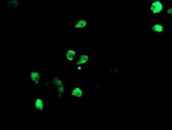 TLE1 Antibody (OTI1H2), Novus Biologicals 0.1mL; Unlabeled:Antibodies,