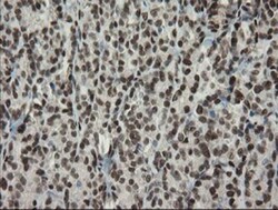 TLE1 Antibody (OTI1H2), Novus Biologicals 0.1mL; Unlabeled:Antibodies,
