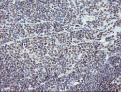 TLE1 Antibody (OTI1H2), Novus Biologicals 0.1mL; Unlabeled:Antibodies,