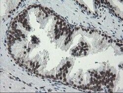 TLE1 Antibody (OTI1H2), Novus Biologicals 0.1mL; Unlabeled:Antibodies,
