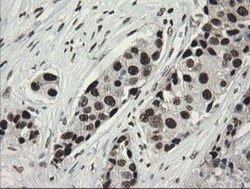 TLE1 Antibody (OTI1H2), Novus Biologicals 0.1mL; Unlabeled:Antibodies,