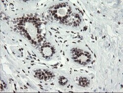 TLE1 Antibody (OTI1H2), Novus Biologicals 0.1mL; Unlabeled:Antibodies,