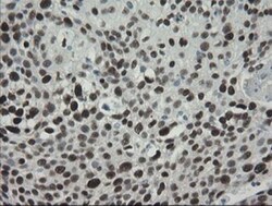 TLE1 Antibody (OTI1H2), Novus Biologicals 0.1mL; Unlabeled:Antibodies,