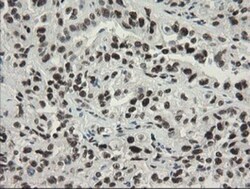 TLE1 Antibody (OTI1H2), Novus Biologicals 0.1mL; Unlabeled:Antibodies,