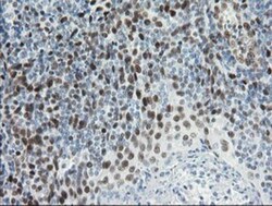 TLE1 Antibody (OTI1H2), Novus Biologicals 0.1mL; Unlabeled:Antibodies,