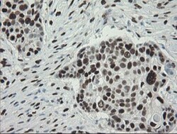 TLE1 Antibody (OTI1H2), Novus Biologicals 0.1mL; Unlabeled:Antibodies,