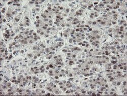 TLE1 Antibody (OTI1H2), Novus Biologicals 0.1mL; Unlabeled:Antibodies,