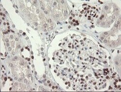 TLE1 Antibody (OTI1H2), Novus Biologicals 0.1mL; Unlabeled:Antibodies,